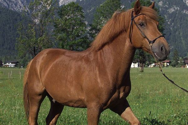 Strasserwirt -Reiten in Kitzbühels Alpen (Sankt Ulrich am Pillersee)